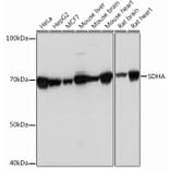 Western Blot - Anti-SDHA Antibody [ARC0726] (A306485) - Antibodies.com