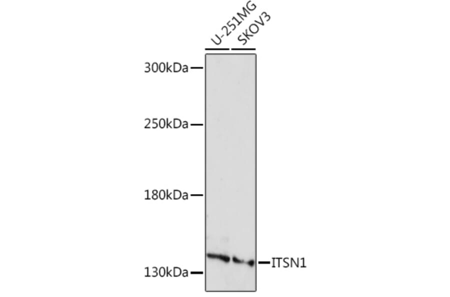 Western Blot - Anti-Intersectin 1 Antibody (A306486) - Antibodies.com