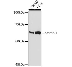 Western Blot - Anti-SESN1 Antibody [ARC2313] (A306490) - Antibodies.com