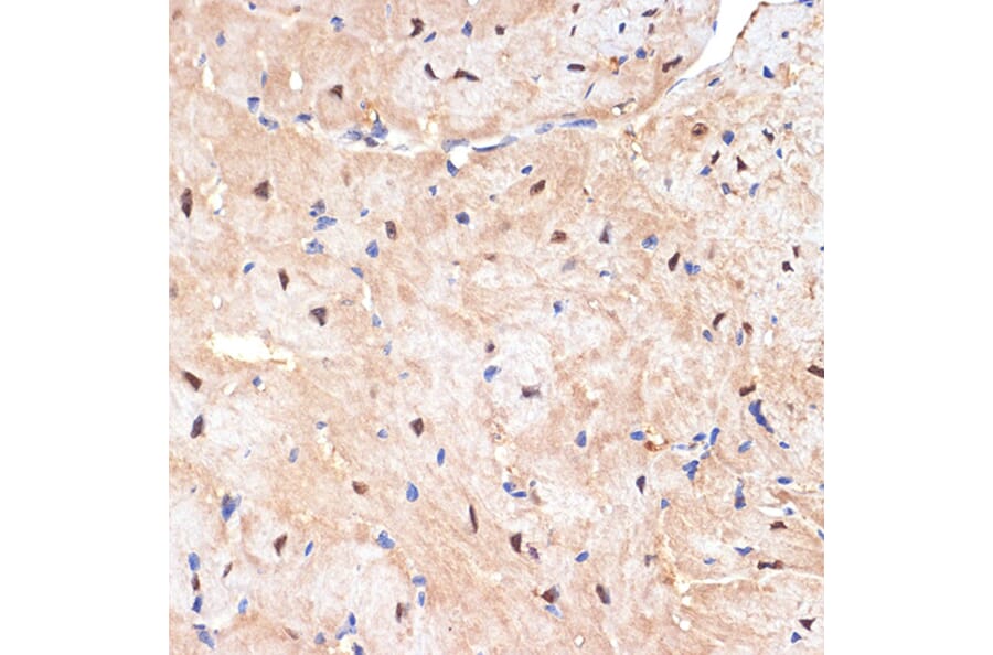 Immunohistochemistry - Anti-SESN1 Antibody [ARC2313] (A306490) - Antibodies.com
