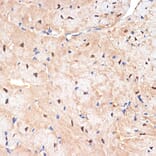 Immunohistochemistry - Anti-SESN1 Antibody [ARC2313] (A306490) - Antibodies.com