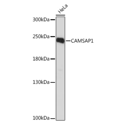 Western Blot - Anti-CAMSAP1 Antibody (A306493) - Antibodies.com