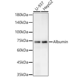 Western Blot - Anti-Bovine Serum Albumin Antibody (A306494) - Antibodies.com