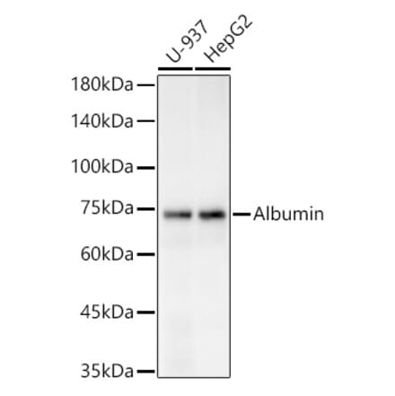 Western Blot - Anti-Bovine Serum Albumin Antibody (A306494) - Antibodies.com