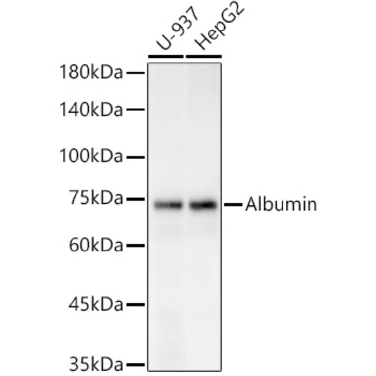 Western Blot - Anti-Bovine Serum Albumin Antibody (A306494) - Antibodies.com