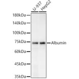 Western Blot - Anti-Bovine Serum Albumin Antibody (A306494) - Antibodies.com