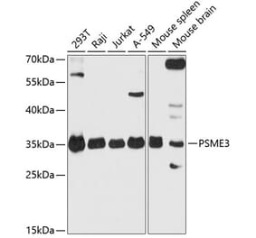 Western Blot - Anti-PSME3 Antibody (A306496) - Antibodies.com