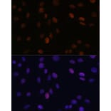 Immunofluorescence - Anti-PSME3 Antibody (A306496) - Antibodies.com