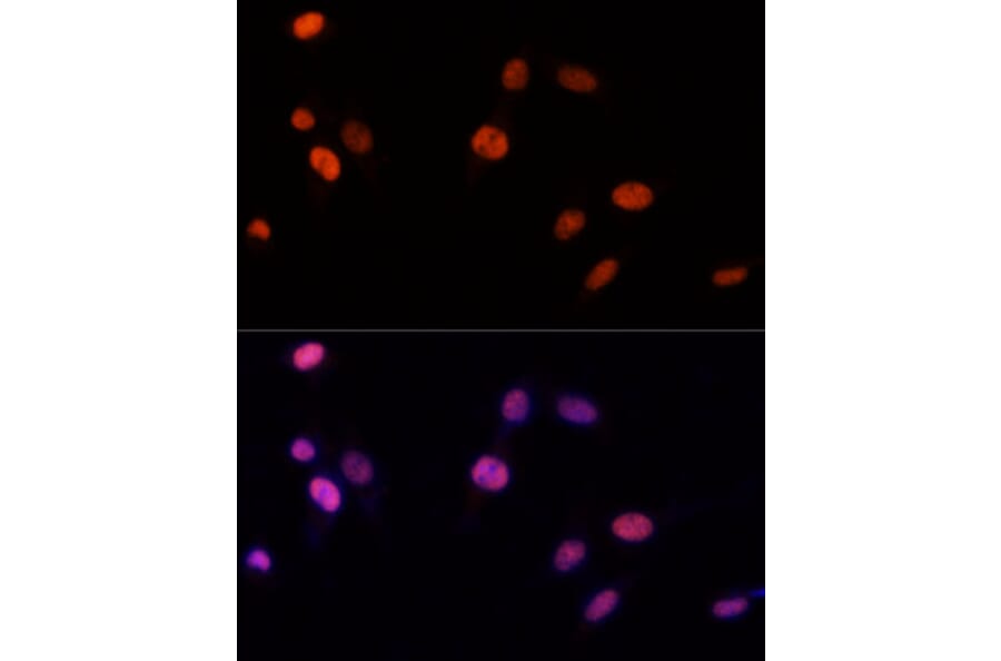 Immunofluorescence - Anti-PSME3 Antibody (A306496) - Antibodies.com