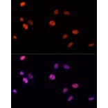 Immunofluorescence - Anti-PSME3 Antibody (A306496) - Antibodies.com
