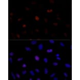 Immunofluorescence - Anti-PSME3 Antibody (A306496) - Antibodies.com