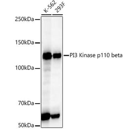 Western Blot - Anti-PI3 Kinase p110 beta Antibody [ARC54484] (A306499) - Antibodies.com