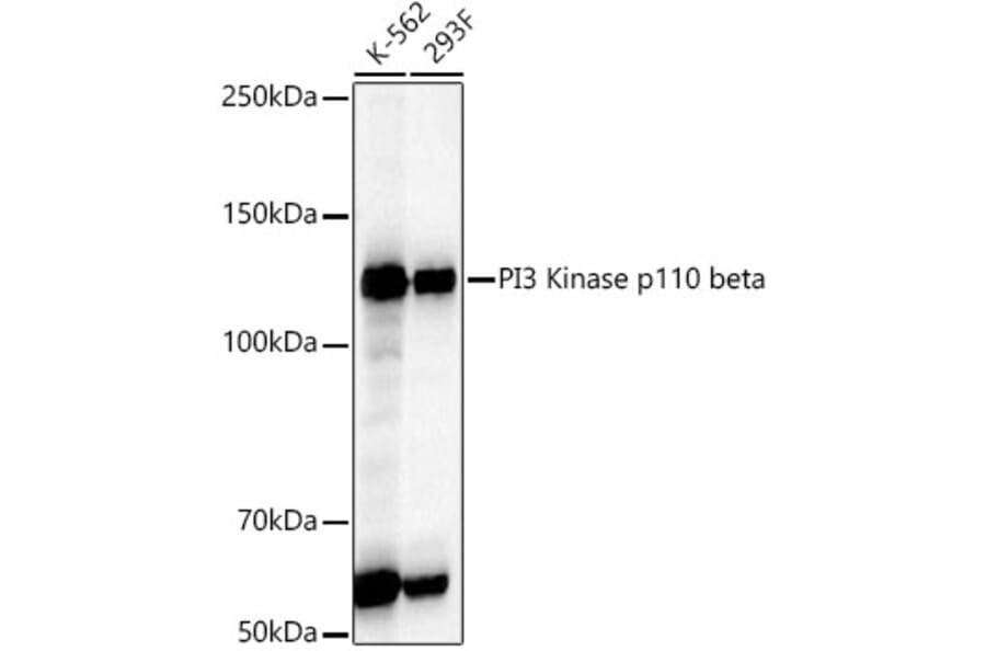 Western Blot - Anti-PI3 Kinase p110 beta Antibody [ARC54484] (A306499) - Antibodies.com