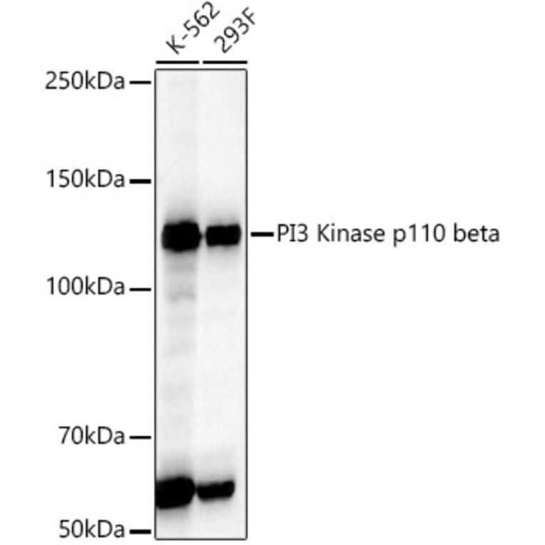 Western Blot - Anti-PI3 Kinase p110 beta Antibody [ARC54484] (A306499) - Antibodies.com