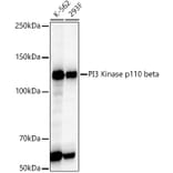 Western Blot - Anti-PI3 Kinase p110 beta Antibody [ARC54484] (A306499) - Antibodies.com