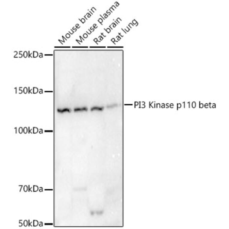 Western Blot - Anti-PI3 Kinase p110 beta Antibody [ARC54484] (A306499) - Antibodies.com