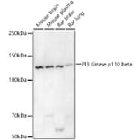 Western Blot - Anti-PI3 Kinase p110 beta Antibody [ARC54484] (A306499) - Antibodies.com