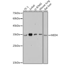 Western Blot - Anti-MED4 Antibody [ARC2528] (A306502) - Antibodies.com