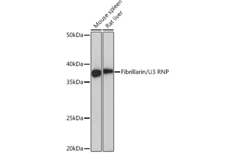 Western Blot - Anti-Fibrillarin Antibody [ARC0506] (A306505) - Antibodies.com