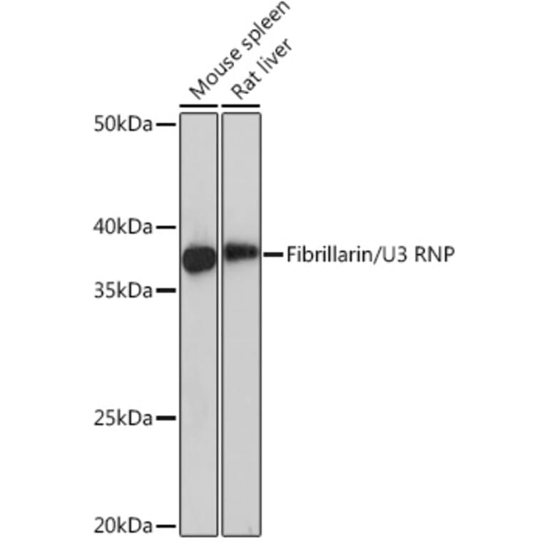 Western Blot - Anti-Fibrillarin Antibody [ARC0506] (A306505) - Antibodies.com