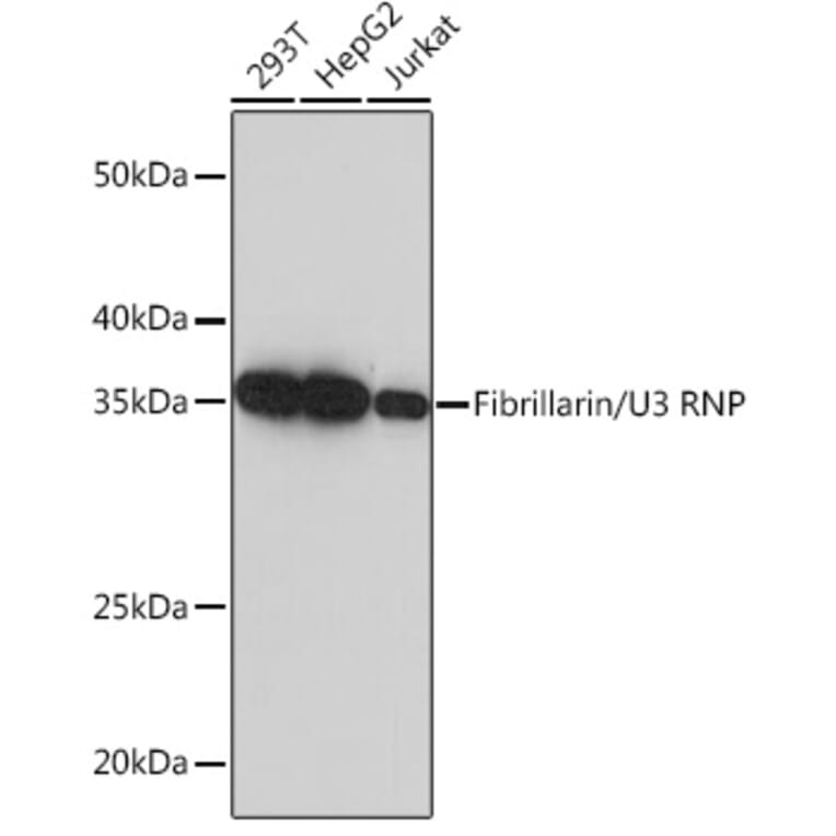 Western Blot - Anti-Fibrillarin Antibody [ARC0506] (A306505) - Antibodies.com