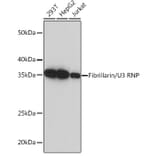 Western Blot - Anti-Fibrillarin Antibody [ARC0506] (A306505) - Antibodies.com