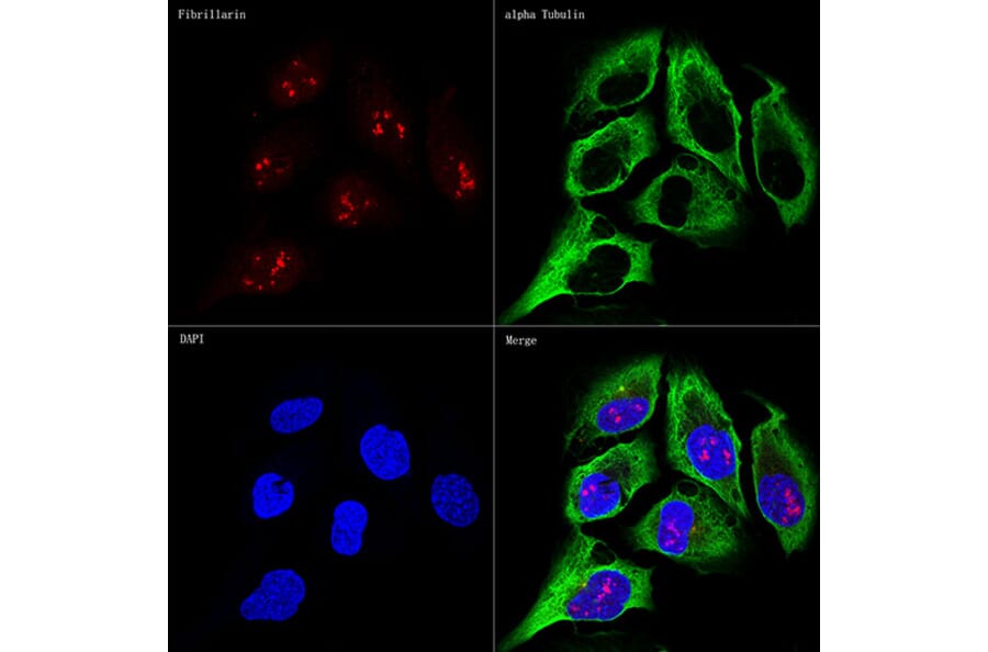 Immunofluorescence - Anti-Fibrillarin Antibody [ARC0506] (A306505) - Antibodies.com
