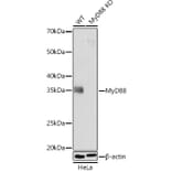 Western Blot - Anti-MyD88 Antibody [ARC52507] (A306508) - Antibodies.com