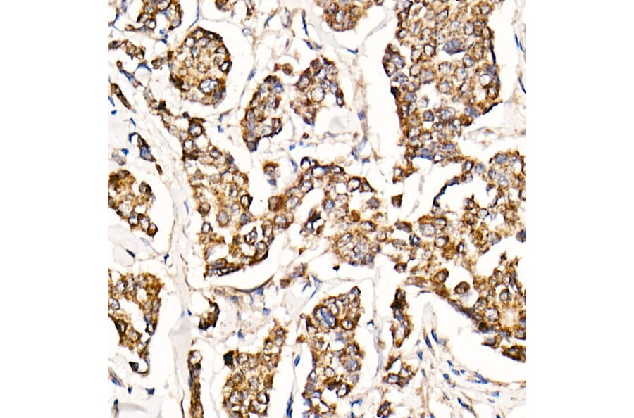 Immunohistochemistry - Anti-MyD88 Antibody [ARC52507] (A306508) - Antibodies.com