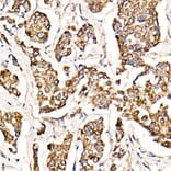 Immunohistochemistry - Anti-MyD88 Antibody [ARC52507] (A306508) - Antibodies.com