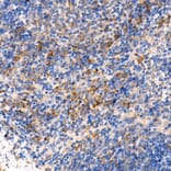 Immunohistochemistry - Anti-MyD88 Antibody [ARC52507] (A306508) - Antibodies.com