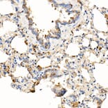 Immunohistochemistry - Anti-MyD88 Antibody [ARC52507] (A306508) - Antibodies.com