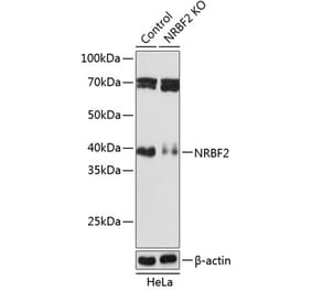 Western Blot - Anti-NRBF2 Antibody (A306512) - Antibodies.com