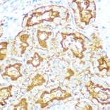 Immunohistochemistry - Anti-Aquaporin 1 Antibody [ARC0925] (A306513) - Antibodies.com