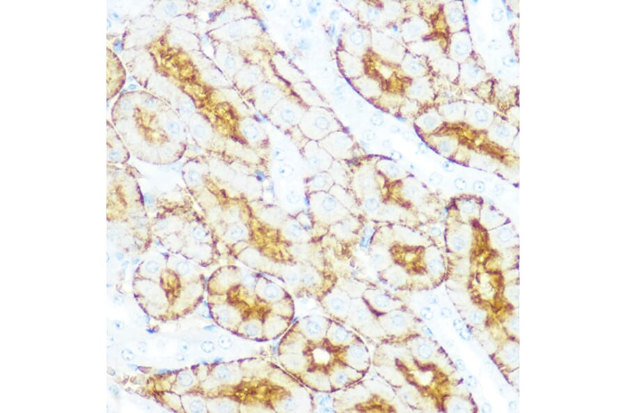 Immunohistochemistry - Anti-Aquaporin 1 Antibody [ARC0925] (A306513) - Antibodies.com
