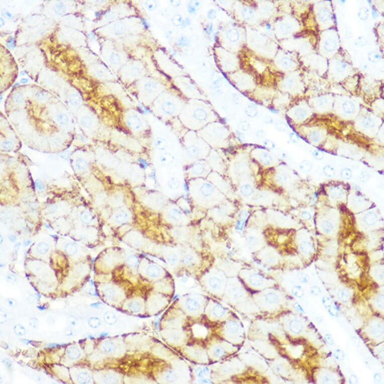 Immunohistochemistry - Anti-Aquaporin 1 Antibody [ARC0925] (A306513) - Antibodies.com