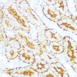 Immunohistochemistry - Anti-Aquaporin 1 Antibody [ARC0925] (A306513) - Antibodies.com