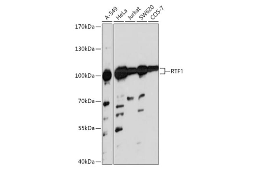 Western Blot - Anti-RTF1 Antibody (A306515) - Antibodies.com