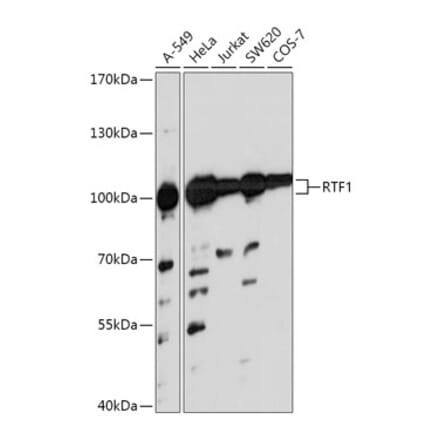 Western Blot - Anti-RTF1 Antibody (A306515) - Antibodies.com