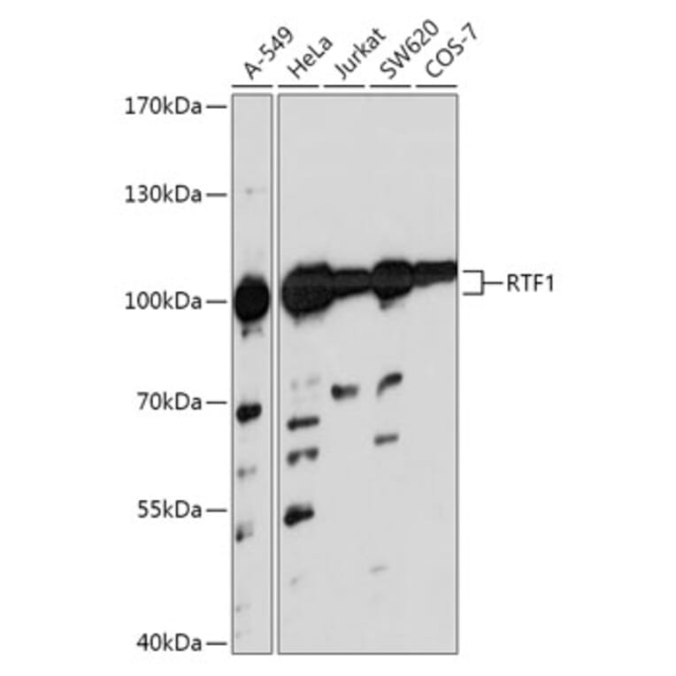 Western Blot - Anti-RTF1 Antibody (A306515) - Antibodies.com