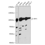 Western Blot - Anti-RTF1 Antibody (A306515) - Antibodies.com