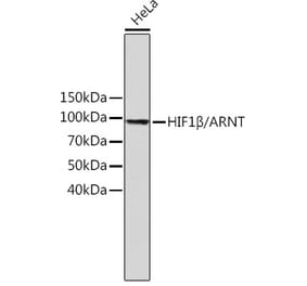 Western Blot - Anti-HIF1 beta Antibody [ARC0010] (A306522) - Antibodies.com