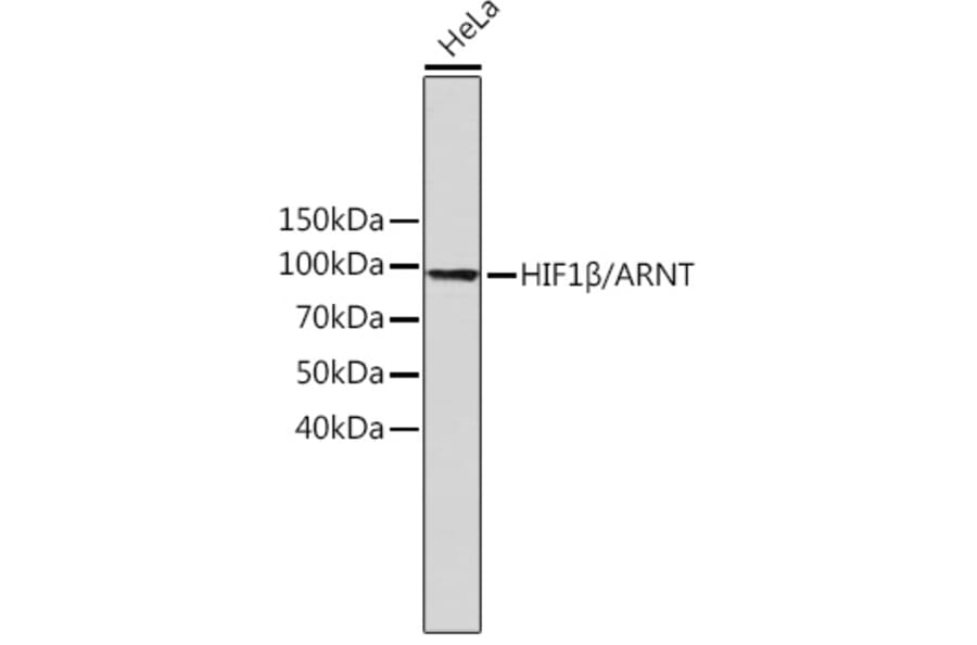 Western Blot - Anti-HIF1 beta Antibody [ARC0010] (A306522) - Antibodies.com