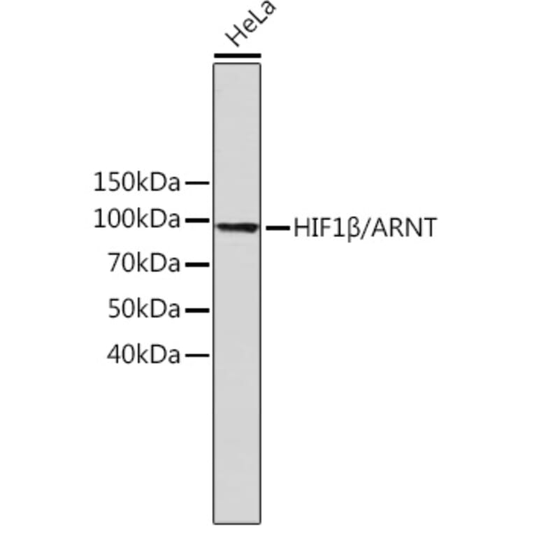 Western Blot - Anti-HIF1 beta Antibody [ARC0010] (A306522) - Antibodies.com