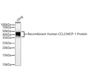 Western Blot - Anti-MCP1 Antibody (A306524) - Antibodies.com