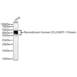 Western Blot - Anti-MCP1 Antibody (A306524) - Antibodies.com