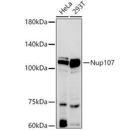 Western Blot - Anti-Nup107 Antibody [ARC2942] (A306525) - Antibodies.com