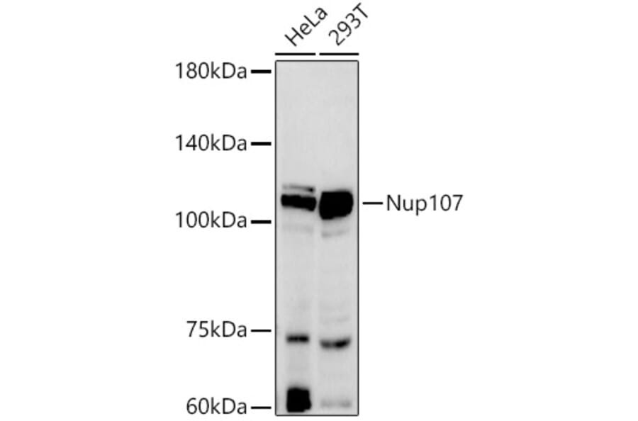 Western Blot - Anti-Nup107 Antibody [ARC2942] (A306525) - Antibodies.com
