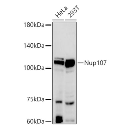 Western Blot - Anti-Nup107 Antibody [ARC2942] (A306525) - Antibodies.com