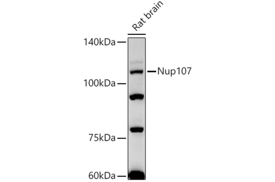 Western Blot - Anti-Nup107 Antibody [ARC2942] (A306525) - Antibodies.com